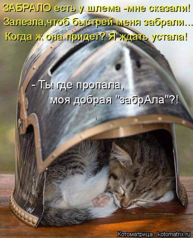 Свежая котоматрица (20 фото)