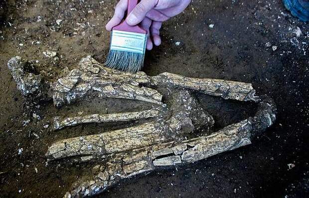 На стройплощадке нашли скелеты возрастом 6000 лет с прекрасно сохранившимися зубами