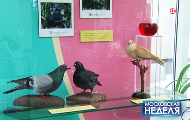 В Дарвиновском музее открылась выставка "Химия любви"