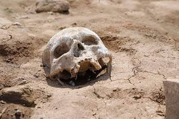 Дети обнаружили человеческий череп в парке Южной Каролины