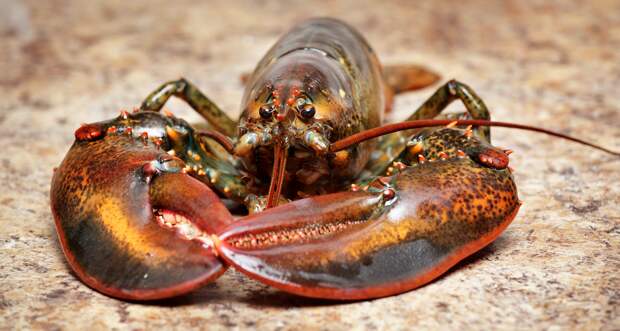 an American lobster on a counter