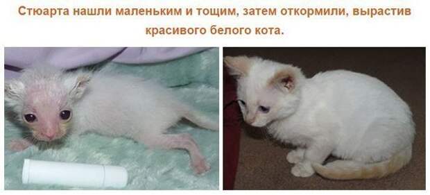 Спасенные кошки, которых подобрали и полюбили. Фото до и после.