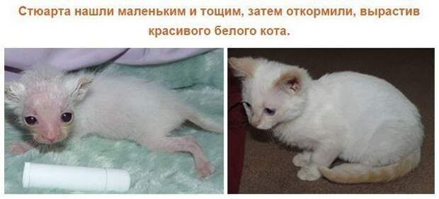 Спасенные кошки, которых подобрали и полюбили. Фото до и после. Спасенные кошки, которых подобрали и полюбили. Фото до и после.