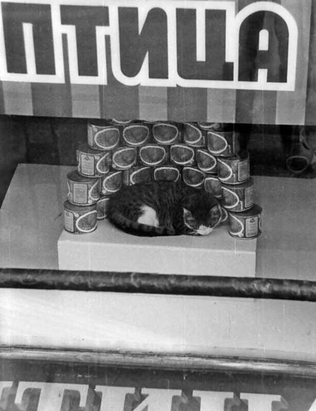 Кот в витрине продуктового магазина на Невском проспекте в Ленинграде. Весна 1987 года.