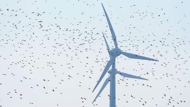 Трамп: ветрогенераторы уничтожают миллионы птиц
