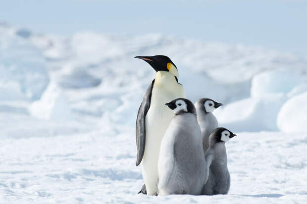 Mash: в Калуге отменили спектакль "Маленькая история о больших друзьях" из-за пропаганды ЛГБТ