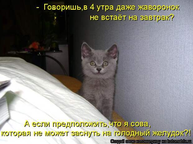Котоматрица: -  Говоришь,в 4 утра даже жаворонок  не встаёт на завтрак? которая не может заснуть на голодный желудок?! А если предположить,что я сова,