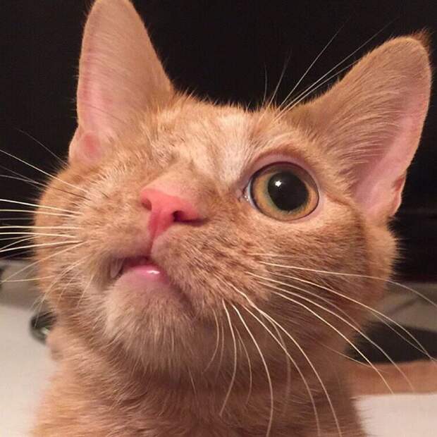 Без кота и жизнь не та