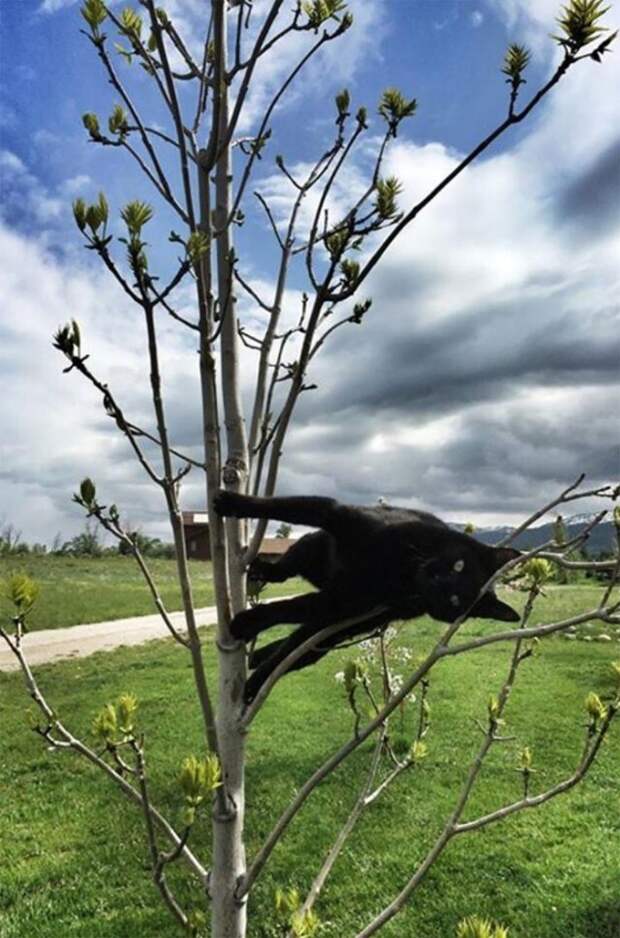 Кошки, в которых вселился Сатана