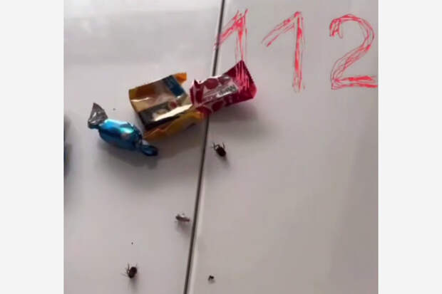 Видео с тараканами в новогоднем подарке из российского детсада проверили на подлинность