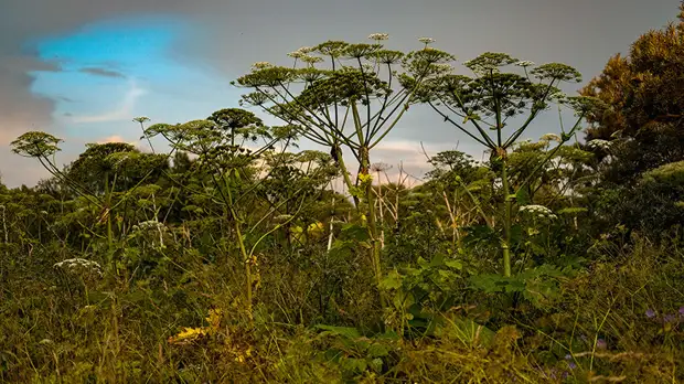 В Вологодской области рассказали о работе по борьбе с борщевиком