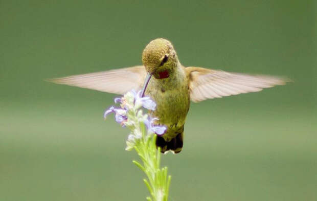 Birds_17 (700x444, 113Kb)