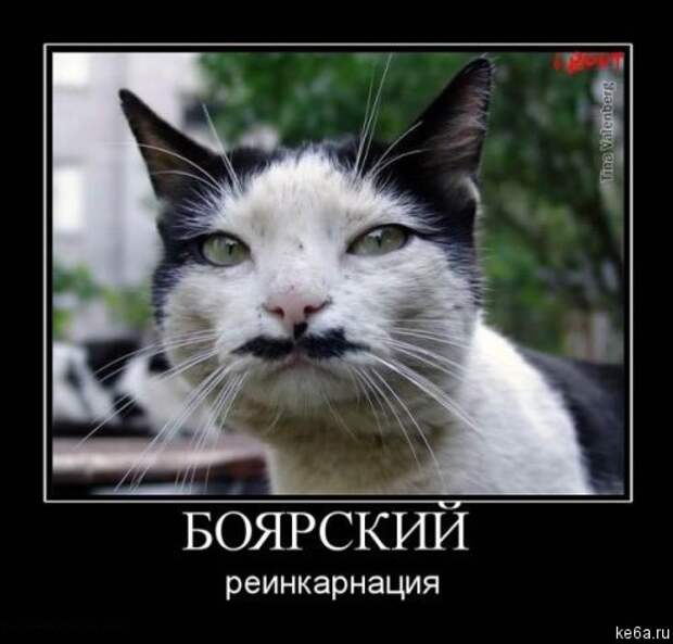 Животным смешно, а вам? (90 фото)