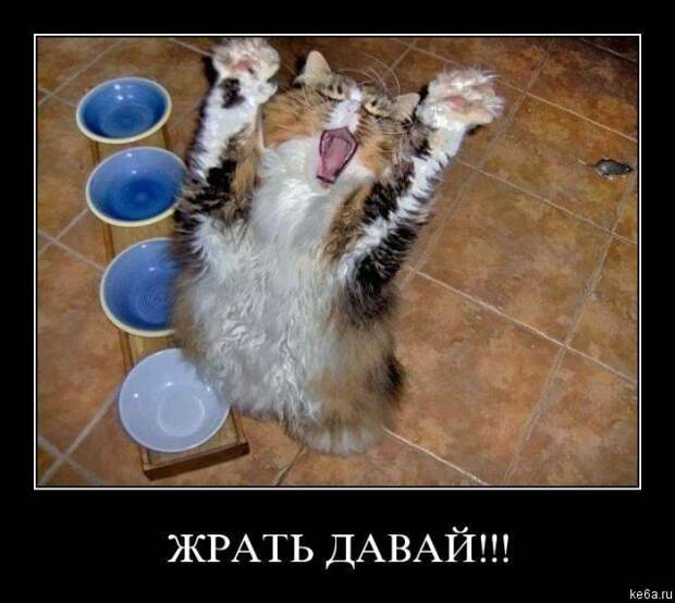 Животным смешно, а вам? (90 фото)