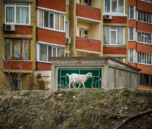 Киевский зверополис