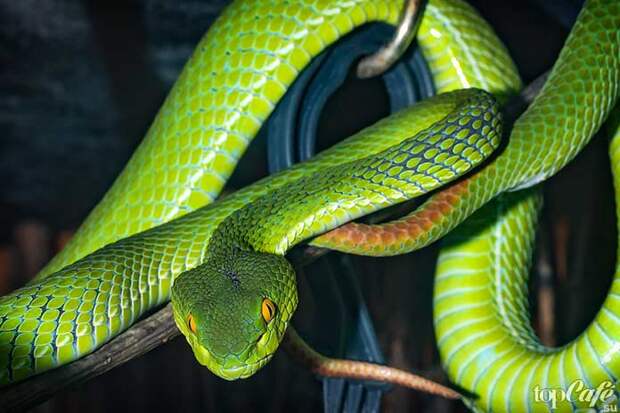 интересные факты о змеях