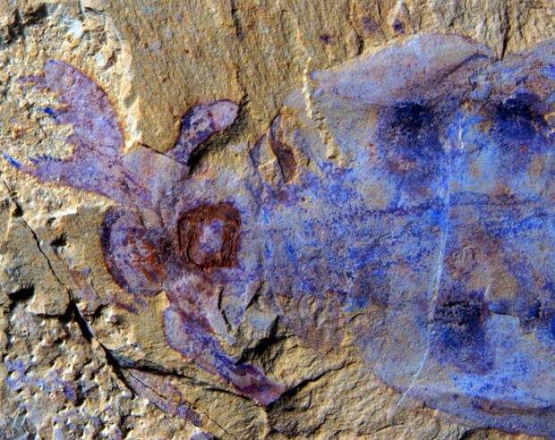 10 невероятных доисторических открытий, сделанных в 2014-м году древние животные, наука