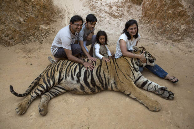 Туристы и тигр в Тигрином монастыре