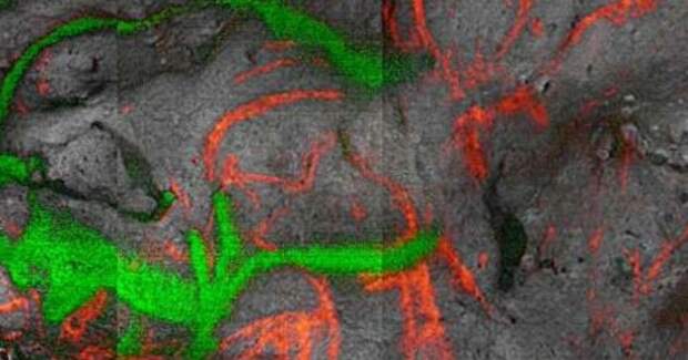 Радиоуглеродное датирование показало возраст рисунка бизона из пещеры Фон-де-Гом