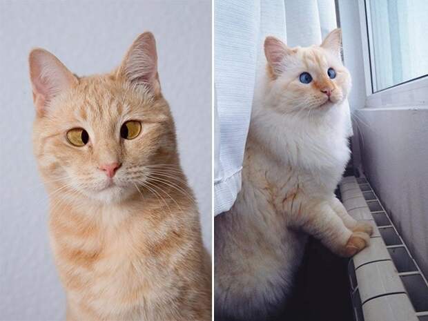 Милейшие коты с глазками "вразбег", чей изъян делает их уникальными котики, коты, милота., фото