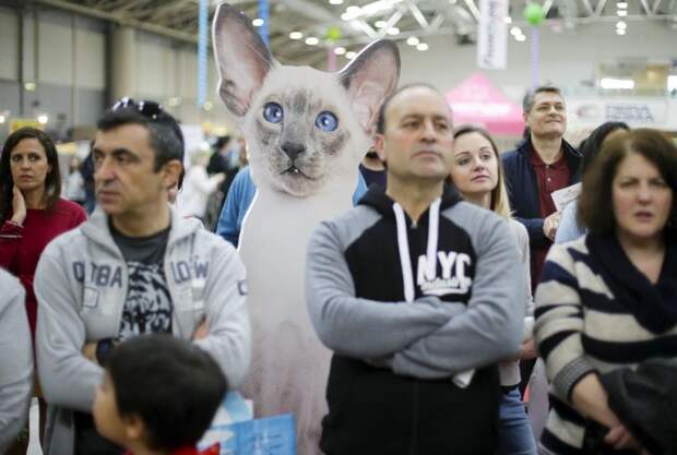 Выставка кошек в Риме выставка, коты, фотоотчет