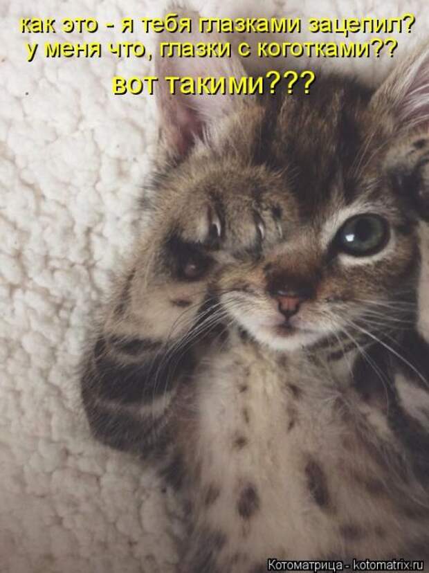 Забавные котоматрицы