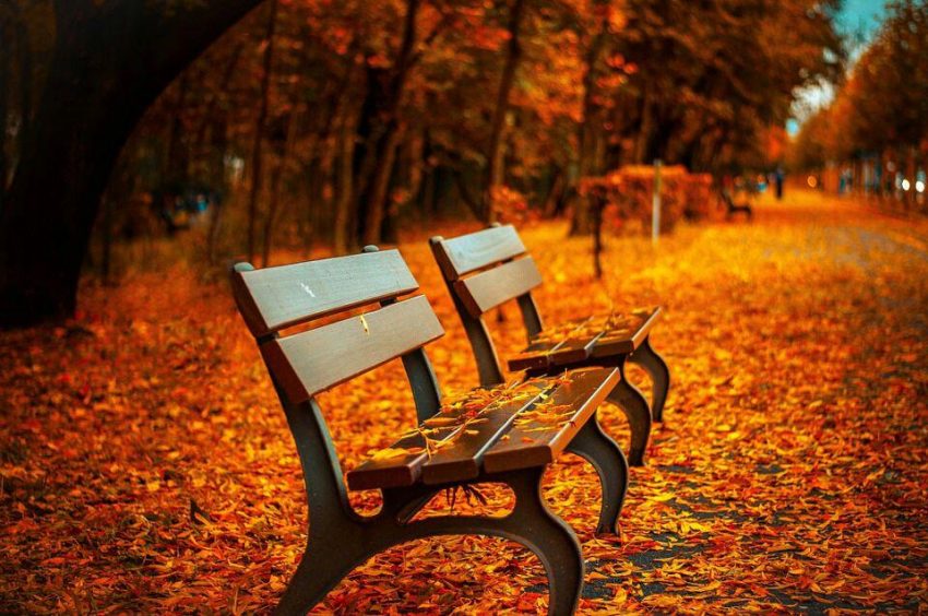 Парк/ Фото pixabay.com