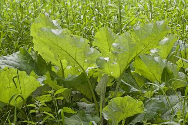 Как простой лопух помогает в борьбе с серьёзными заболеваниями