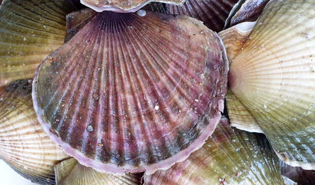 «Часть уже продали»: опасные морепродукты почти на 900 тыс. рублей изъяли в Приморье