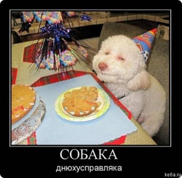 Животным смешно, а вам? (90 фото) smeshnie shivotnie 75 Животным смешно, а вам? (90 фото)