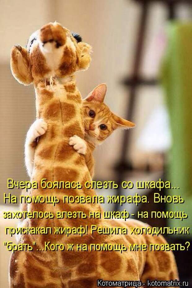 Лучшие котоматрицы недели (50 фото)
