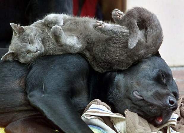кошки спят на собаках, кошки и собаки, кошка спит на собаке