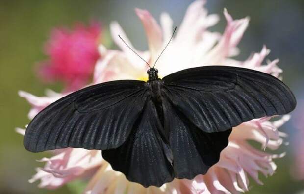 Почему крылья некоторых бабочек окрашены в самый черный цвет?