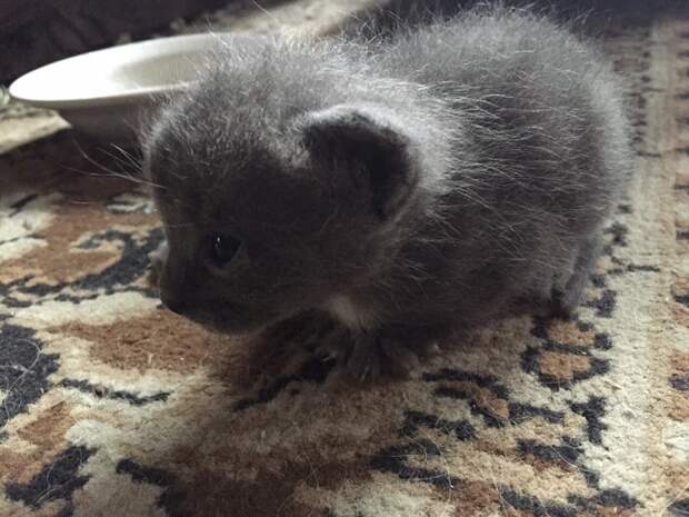 Немного про кота животные, коты