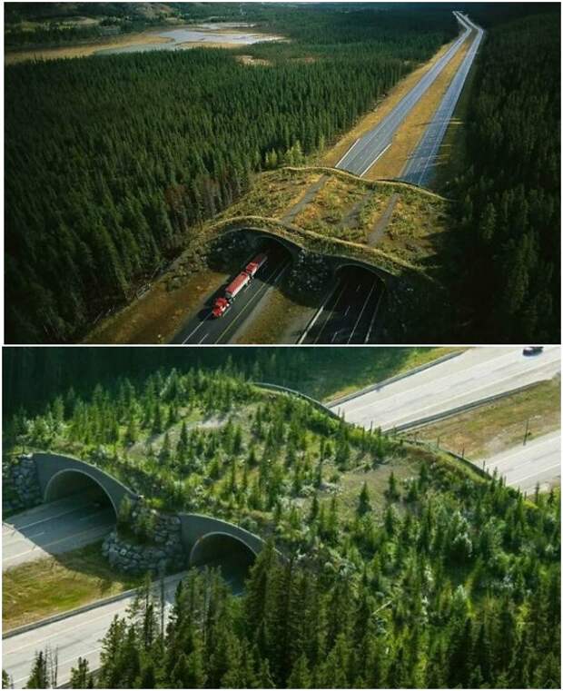 Экодук на автомобильной трассе, проходящей в Национальном парке Банф обеспечил животных естественной тропой (Канада). Экодук на автомобильной трассе, проходящей в Национальном парке Банф обеспечил животных естественной тропой (Канада).