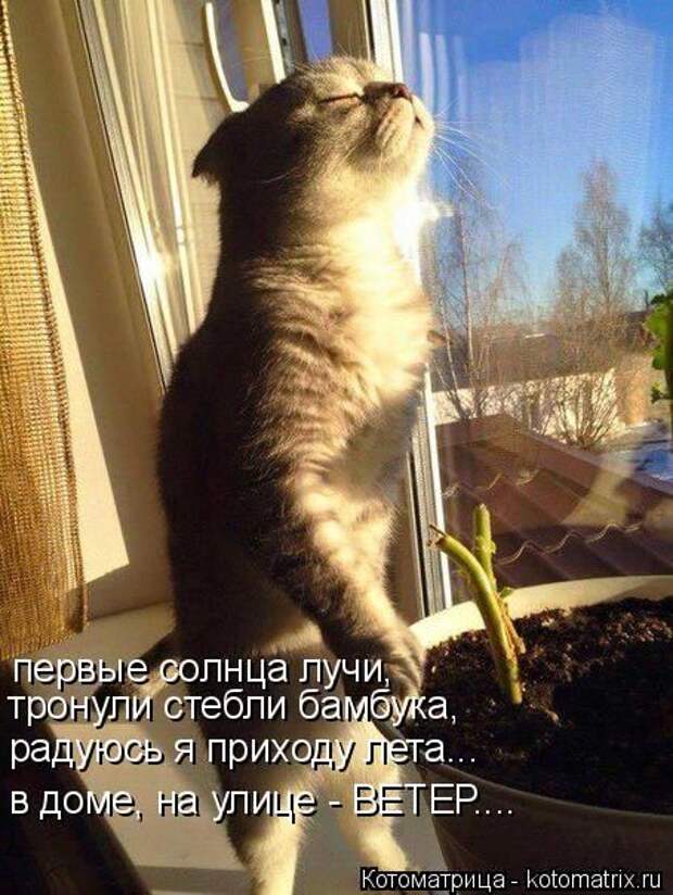 Лучшие котоматрицы недели (50 фото)