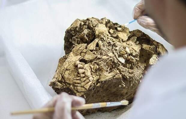 На стройплощадке нашли скелеты возрастом 6000 лет с прекрасно сохранившимися зубами