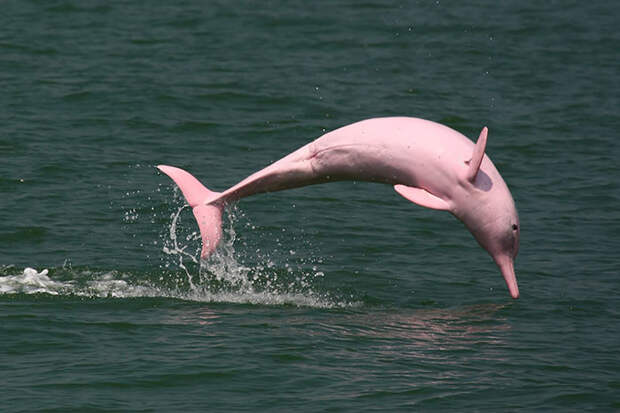 Розовый дельфин Дальтонизм, животные, мир, существа нашей планеты, факты
