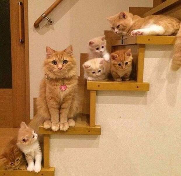 Довольные семейной жизнью кошки с маленькими котятами животные, коты