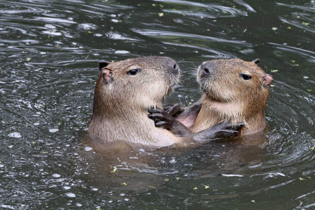 capybara invade nordelta argentina