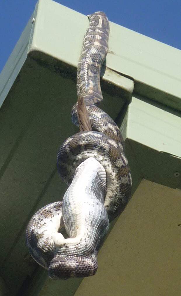 А тем временем в Австралии А тем временем в Австралии австралия, животные, змея