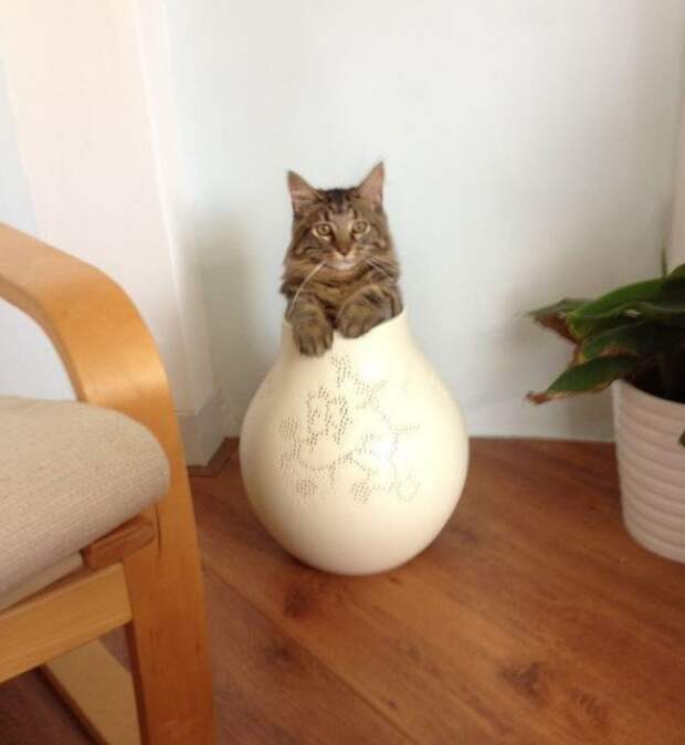 Смешные морды животных, которых застукали на месте преступления