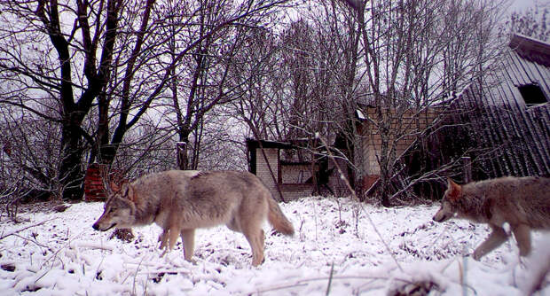 Волки рыщут по деревне в Белоруссии, находящейся внутри зоны отчуждения