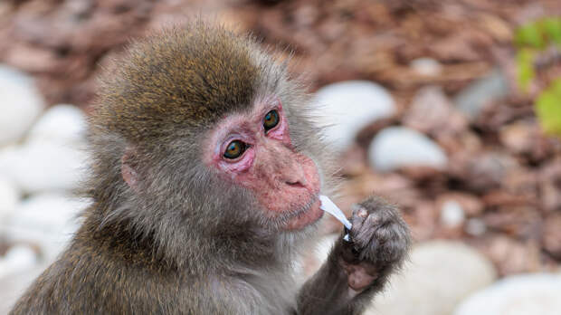 Виноваты туристы: почему обезьяны Гибралтара начали массово есть землю