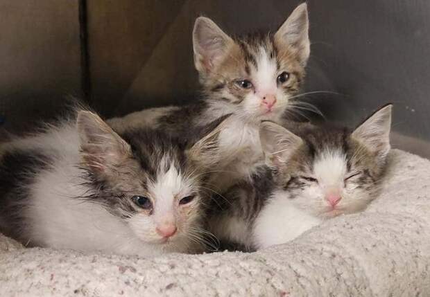 котят бросили маленькие котята