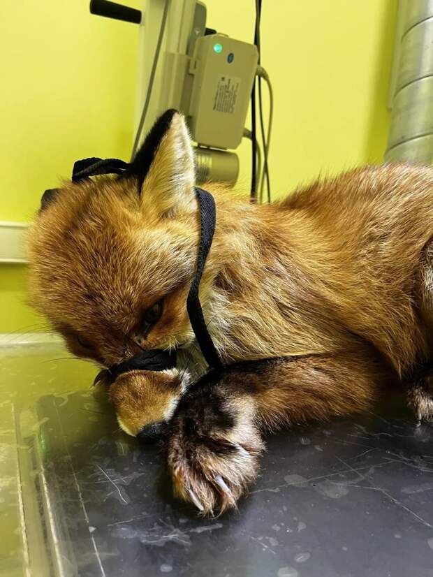 Маленький лис борется за жизнь в центре «Легенда» в Ивановской области