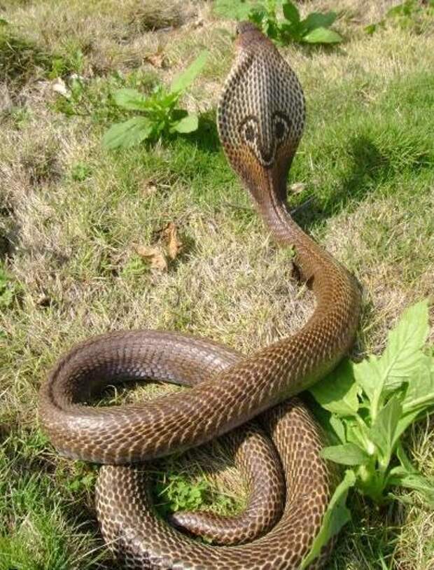 Ядовитые виды змей