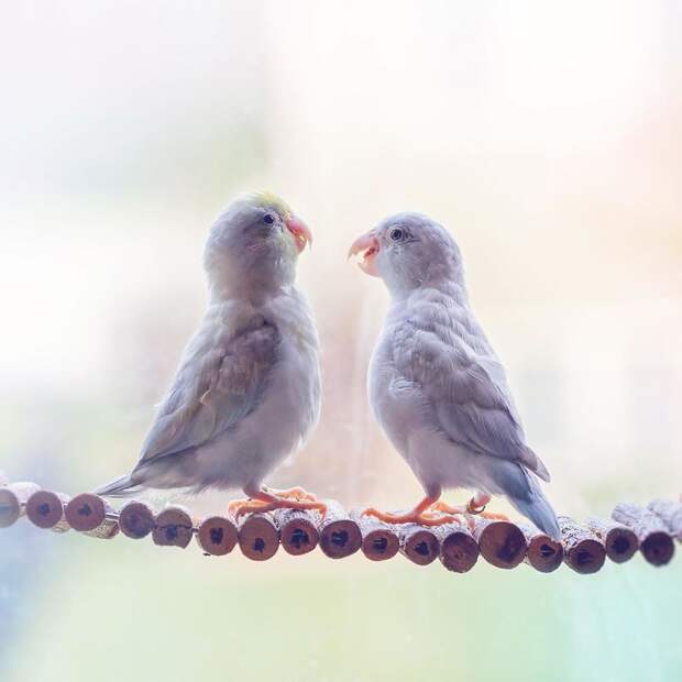 A-Storybook-Love-Between-Pastel-Parrotlets-5a83f998329b6__880 (1).jpg