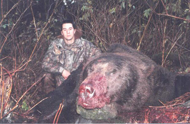 В 2006-ом году на Аляске был убит огромный гризли-людоед.  видео, животные, звери, медведь, хищники