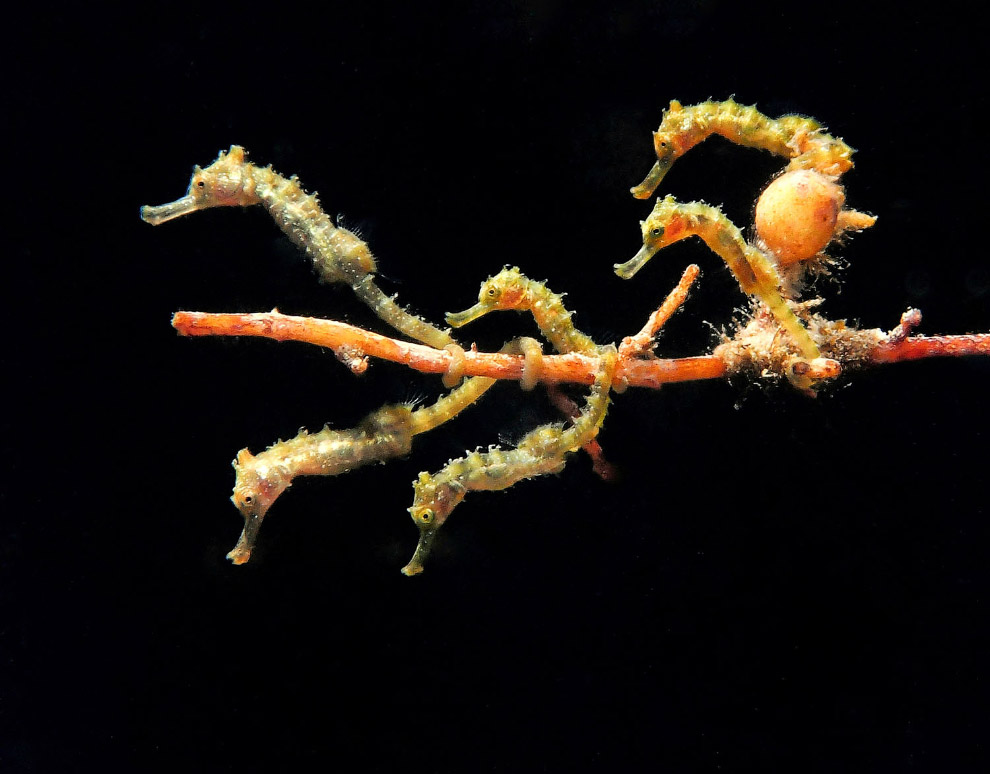Конкурс подводной фотографии Ocean Art 2019